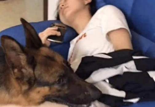 女主人睡着后牧羊犬慢慢靠近,它接下来的行为,男主人很惭愧 女主人睡着后牧羊犬慢慢靠近,它接下来的行为,男主人很惭愧