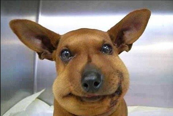 脸肿的狗图片表情包图片