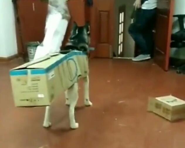 主人用纸箱给二哈做衣服,狗子套上纸箱后,做出的举动亮了…… 主人用纸箱给二哈做衣服,狗子套上纸箱后,做出的举动亮了……