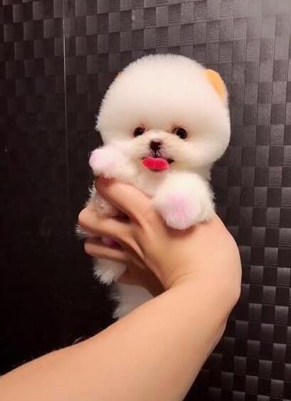 以为只是一团泡沫,当狗狗缓缓转过身时,萌到少女心爆棚 以为只是一团泡沫,当狗狗缓缓转过身时,萌到少女心爆棚