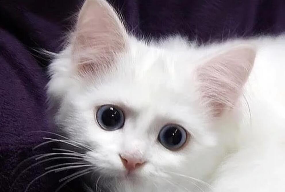 五千块买的猫咪，就爱咬人很心寒，能把它打服吗？