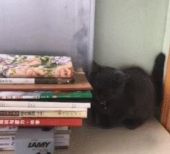 小奶猫调皮搞破坏，主人刚打算制止，猫妈出现了