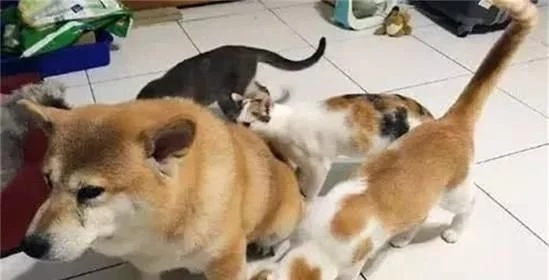 主人带爱狗去洗了个澡，回来后猫咪们一拥而上，主人笑得肚子疼