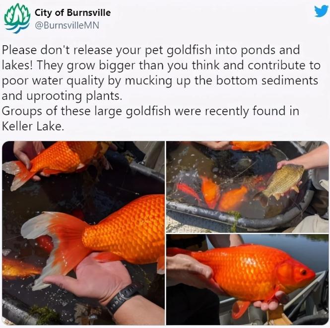 美惊现“橄榄球”巨型金鱼,耐高温,抗低温,在美国没有天敌 美惊现“橄榄球”巨型金鱼,耐高温,抗低温,在美国没有天敌