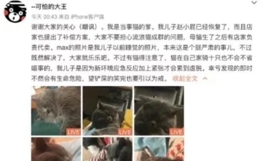 宠物店忘记公猫没结扎， “一夜同居5母猫”虚脱打点滴“续命”