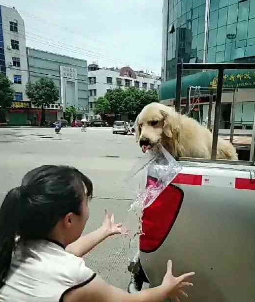 金毛差点被暴晒死亡，路人拿水喂它，金毛：好心人谢谢你