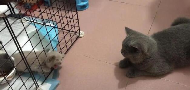 小奶猫被关在笼子里，急得大叫，之后发生的一幕让主人惊讶！