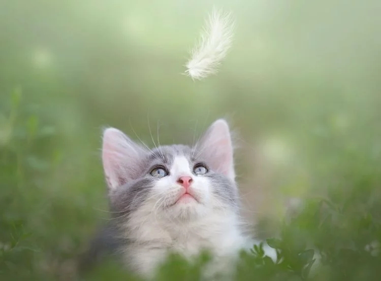 知道吗猫咪一天不刷牙,细菌滋生1000倍猫咪牙齿卫生并非小事 知道吗猫咪一天不刷牙,细菌滋生1000倍猫咪牙齿卫生并非小事