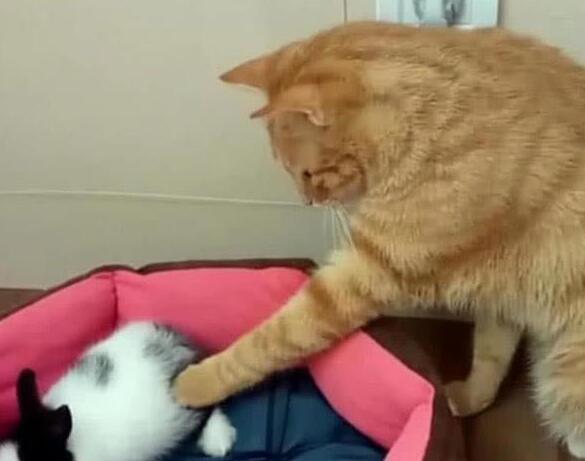 主人淌水过河，黑猫看了一会淡定跟上，姿势把主人笑瘫在岸上！