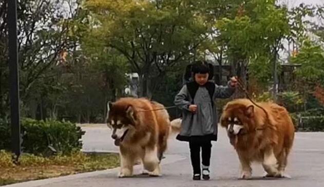 小女孩牵两只巨型犬,在公园里遛弯,让人不敢惹! 小女孩牵两只巨型犬,在公园里遛弯,让人不敢惹!