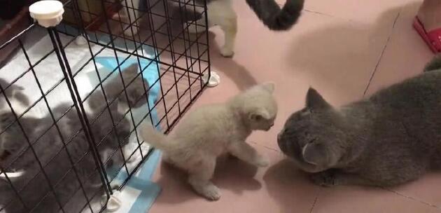 小奶猫被关在笼子里，急得大叫，之后发生的一幕让主人惊讶！