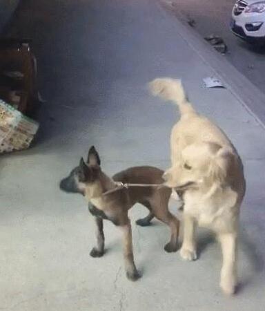 主人让金毛去照看马犬,金毛一脸不愿意,马犬:咋地,委屈你啦? 主人让金毛去照看马犬,金毛一脸不愿意,马犬:咋地,委屈你啦?