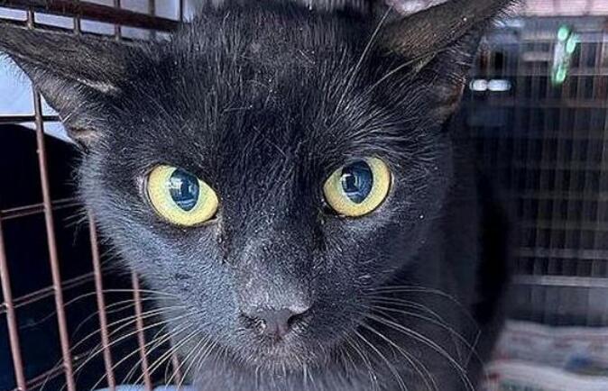 救下流浪小奶猫还不够,她花一年时间,终于把猫妈妈也找到了 救下流浪小奶猫还不够,她花一年时间,终于把猫妈妈也找到了