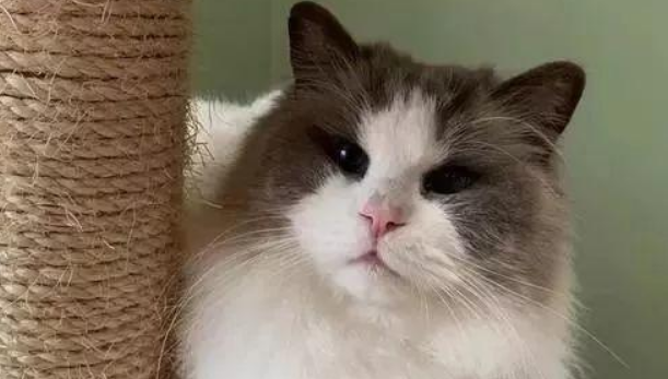 隔壁布偶猫突然来敲门，他们开门才发现：它主人搬走了