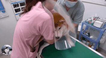 主人骗柴犬去打针,看到医生后态度就变了,狗:我要回家 主人骗柴犬去打针,看到医生后态度就变了,狗:我要回家