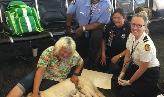 导盲犬在机场突然躺地不走,引来很多路人围观,网友:太壮观了 导盲犬在机场突然躺地不走,引来很多路人围观,网友:太壮观了