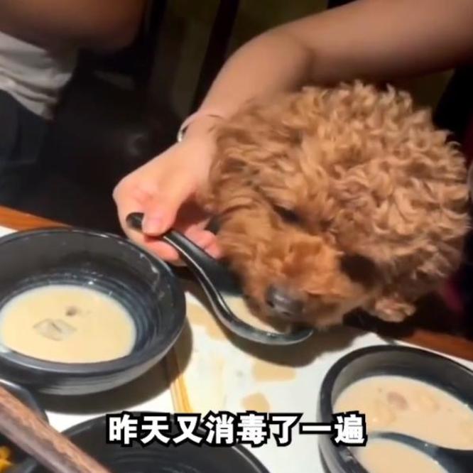 女子餐厅吃饭用餐具喂狗，被曝光后出面道歉，餐厅：太宠狗了