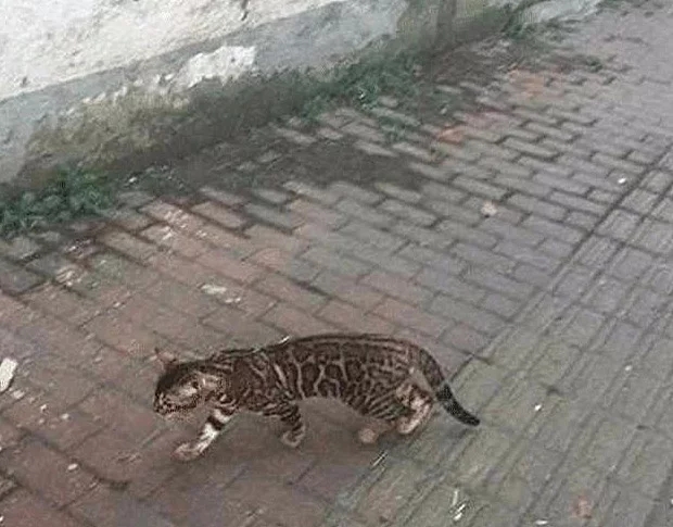散步时遇见一只流浪猫,朋友看见照片后打来电话:行走的人民币呀