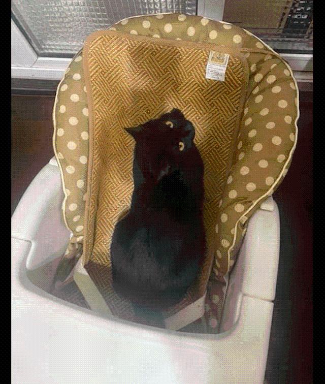 网友刚买的婴儿床,却被家里的猫咪霸占了,猫:我试试舒不舒服!