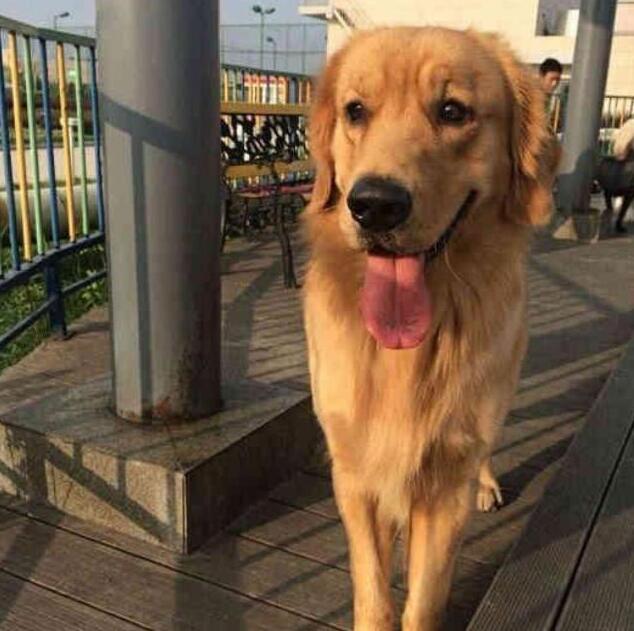 主人为了惩罚犯错的金毛犬,将其送到了农村,再见到已经不敢认 主人为了惩罚犯错的金毛犬,将其送到了农村,再见到已经不敢认