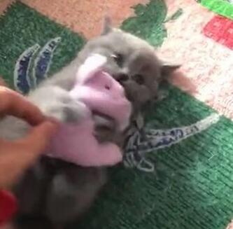 小奶猫紧抱玩具鼠萌翻天,主人想要抢过来,结果猫咪还急眼了…… 小奶猫紧抱玩具鼠萌翻天,主人想要抢过来,结果猫咪还急眼了……