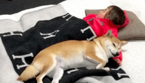 女主让柴犬喊女儿起床,半小时后还没下来,上前一看偷偷拿起棍子 女主让柴犬喊女儿起床,半小时后还没下来,上前一看偷偷拿起棍子