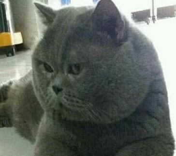 小姐姐养的猫咪越来越胖，剃完毛后怎么跟想象中的不一样啊