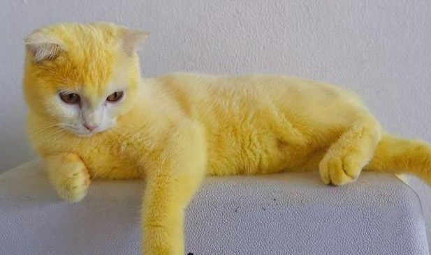 现实版的“猫界皮卡丘”：猫咪感染，主人却用“土方”染了色 
