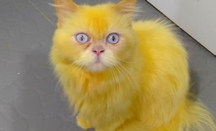 猫咪被染成“皮卡丘”，网友刚想大骂，一看真相笑翻