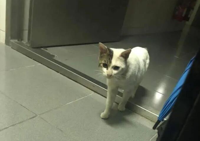 男子说自己不爱猫,却花了一年的时间喂养流浪猫,结局好暖!