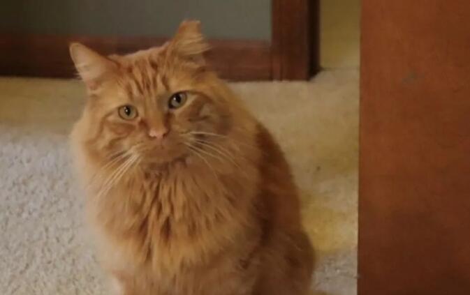 男子说自己不爱猫,却花了一年的时间喂养流浪猫,结局好暖!
