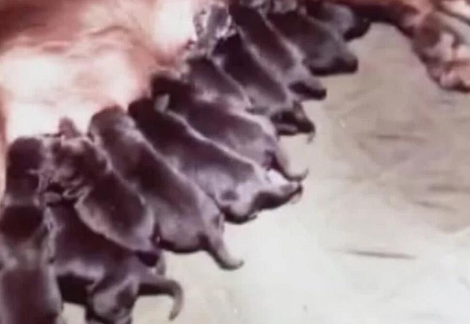 狗子天天出去鬼混，三个月后生下小宝宝，好奇去看，无法淡定了