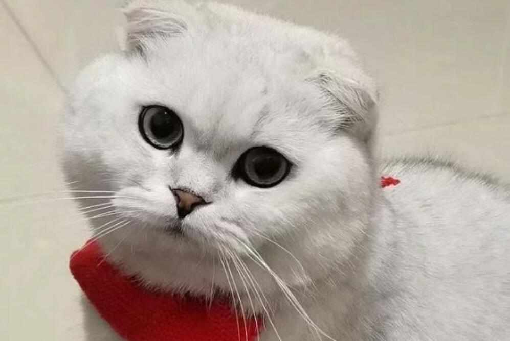 五千块买的猫咪，就爱咬人很心寒，能把它打服吗？