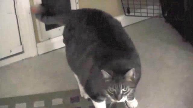 猫咪被卡门洞, 主人却在一旁鼓劲: 加油, 用力, 已经看到头了
