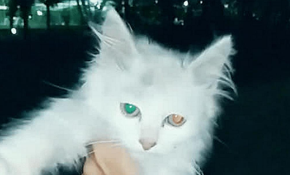 女子捡到流浪猫，抱起来发现它眼神有点奇怪，仔细一看不淡定了 
