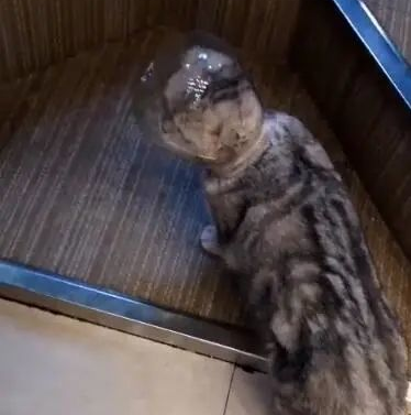 猫咪头部被玻璃瓶套住，淡定走猫步，主人一瞧哭笑不得！