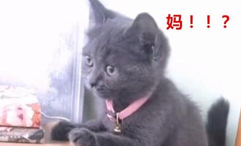 小奶猫调皮搞破坏，主人刚打算制止，猫妈出现了