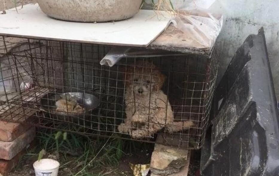 给父母送了只泰迪犬,半个月后再见,网友:笼子里是我送来的狗? 给父母送了只泰迪犬,半个月后再见,网友:笼子里是我送来的狗?