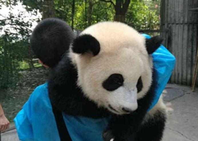 这只大熊猫厉害了，会模仿人类的动作，网友：此熊要火！ 