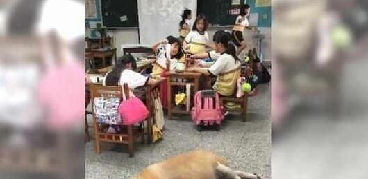 学校的一只流浪狗，活生生被小学生们养到200斤！网友：牛气冲天
