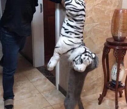 主人想用小老虎吓唬猫咪，猫咪却把小老虎紧紧抱住，爱不释手
