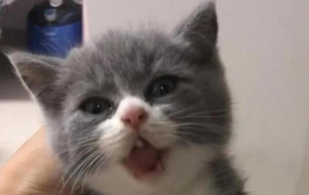 主人淌水过河，黑猫看了一会淡定跟上，姿势把主人笑瘫在岸上！
