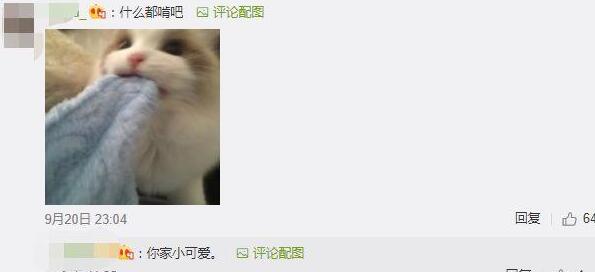 养一只败家的宠物是什么体验?铲屎官回家就有不好的预感…… 养一只败家的宠物是什么体验?铲屎官回家就有不好的预感……