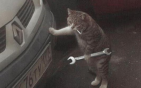 主人起床上班，发现猫咪躲在车旁鬼鬼祟祟，走近一看顿时不淡定了