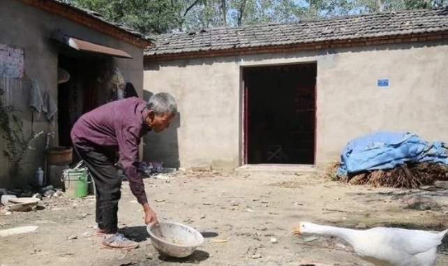 传奇大鹅：70岁老人精心喂16年，每年净亏200元仍舍不得卖