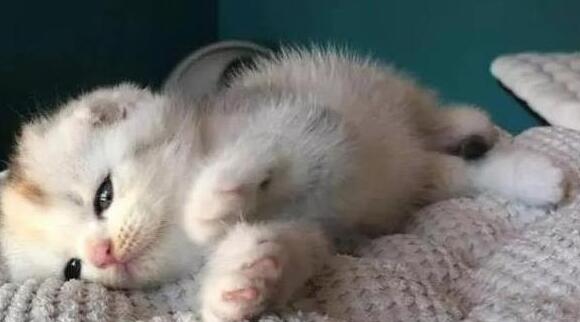 小奶猫尿在沙发上，本想抽鞋揍它，却被它的小眼神萌到怒气全消
