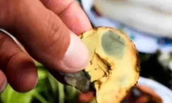 云南小狗吃野山菌致幻,在家乱咬空气,野蘑菇为何会让生物致幻? 云南小狗吃野山菌致幻,在家乱咬空气,野蘑菇为何会让生物致幻?