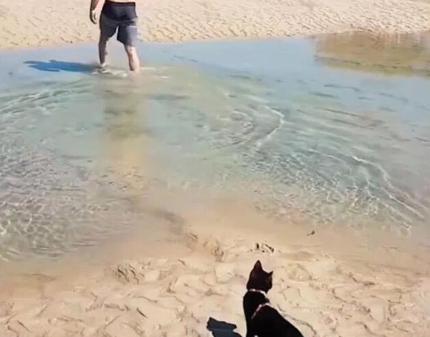 主人淌水过河，黑猫看了一会淡定跟上，姿势把主人笑瘫在岸上！