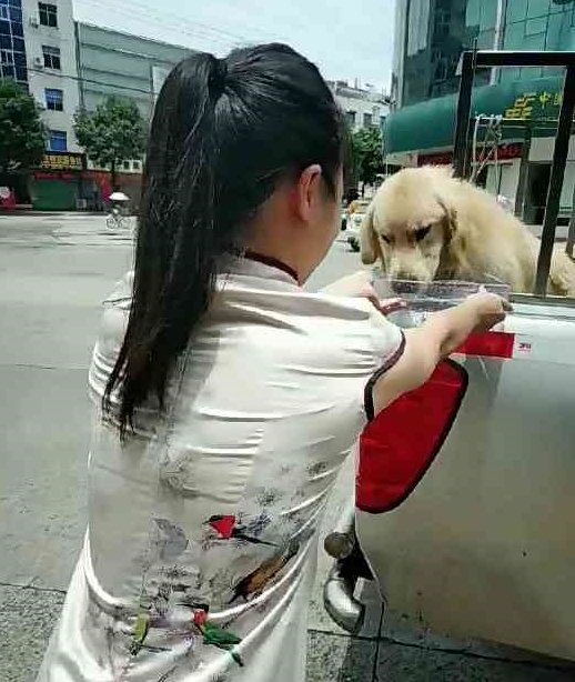 金毛差点被暴晒死亡，路人拿水喂它，金毛：好心人谢谢你