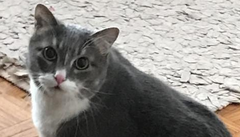 谁说猫主子只能坑铲屎官, 这只猫主子可不一样, 它是上帝派来的!